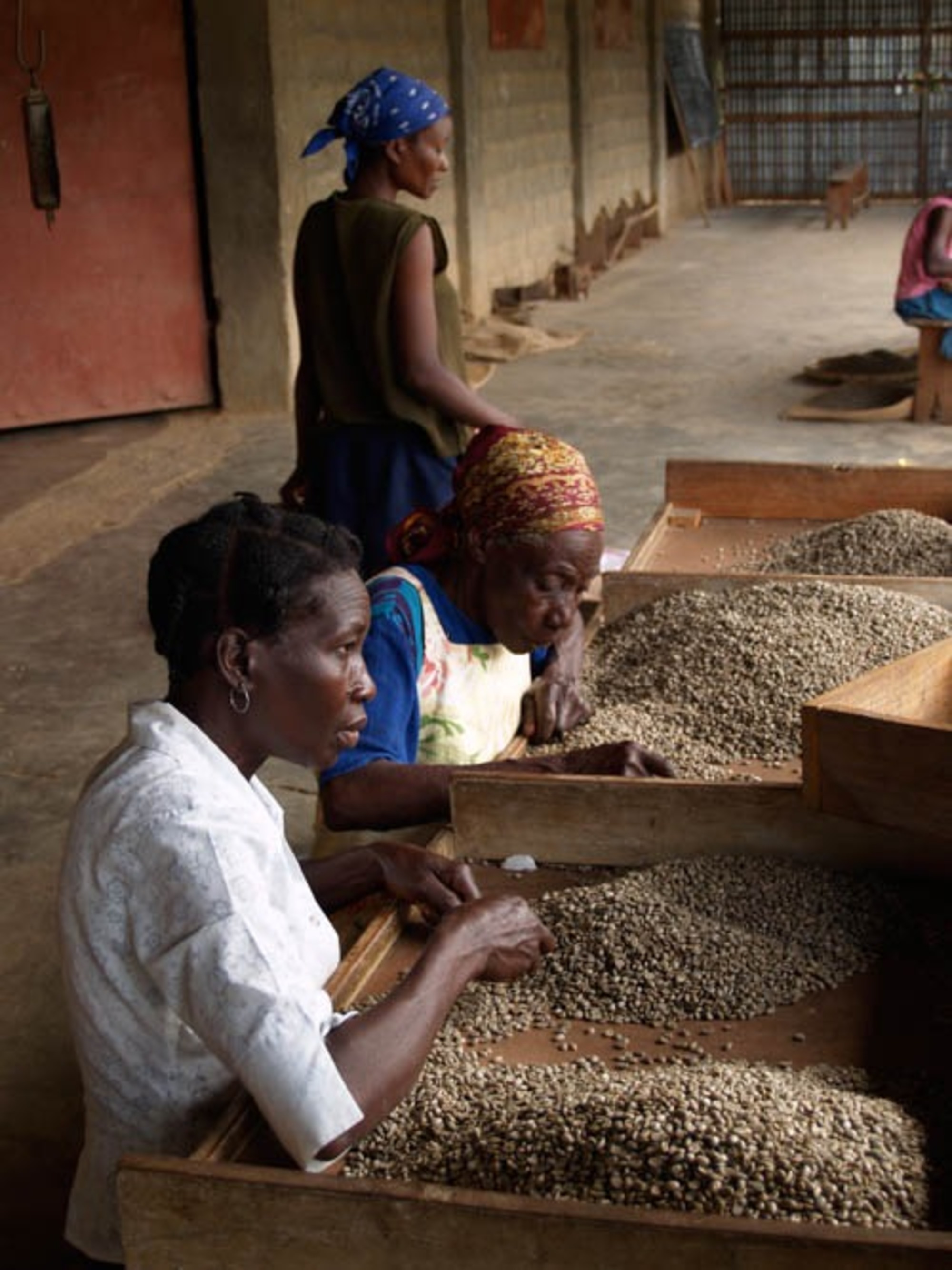 Productrices haïtiennes triant le café vert à la main