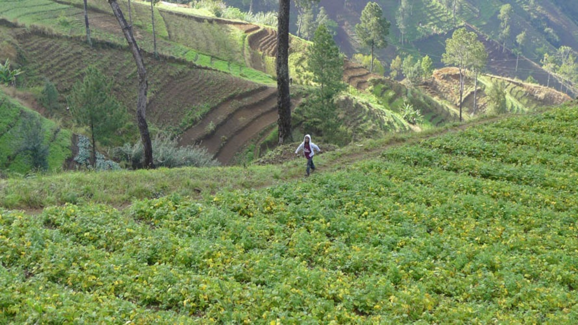 Parcelles en terrasses dans les montagnes caféières d’Haïti