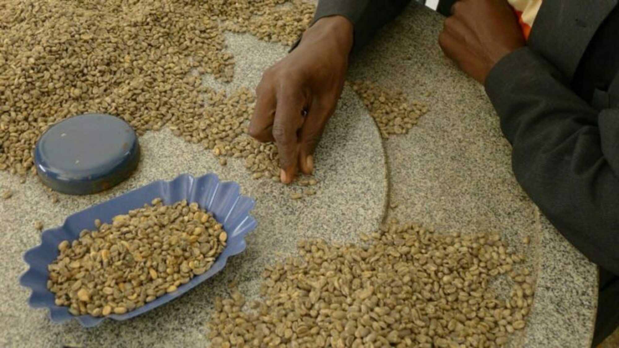 Tri manuel des grains de café vert en Haïti