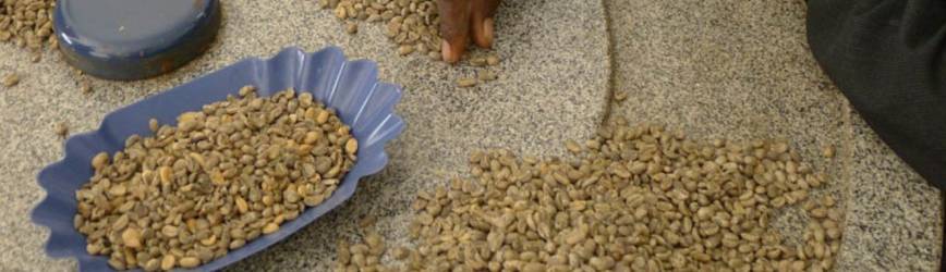 Pourquoi choisir un café équitable pour une expérience authentique ?