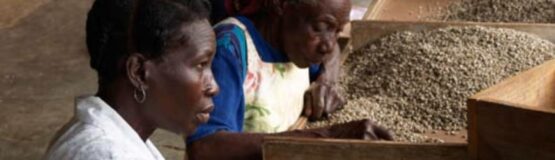 Le Café Haïtien : De la Colonisation à l’Excellence Mondiale