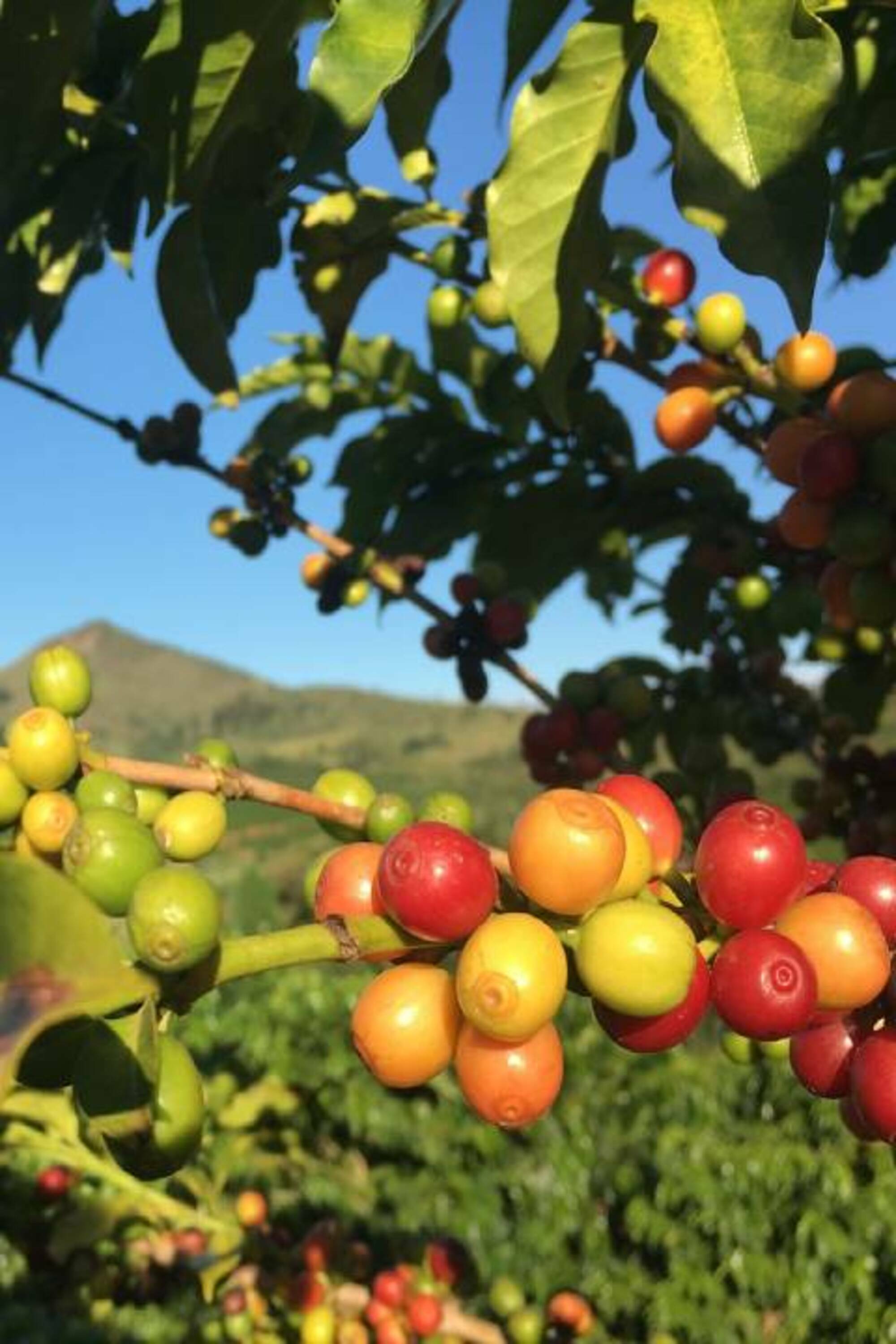 Sense Coffee Haïtien