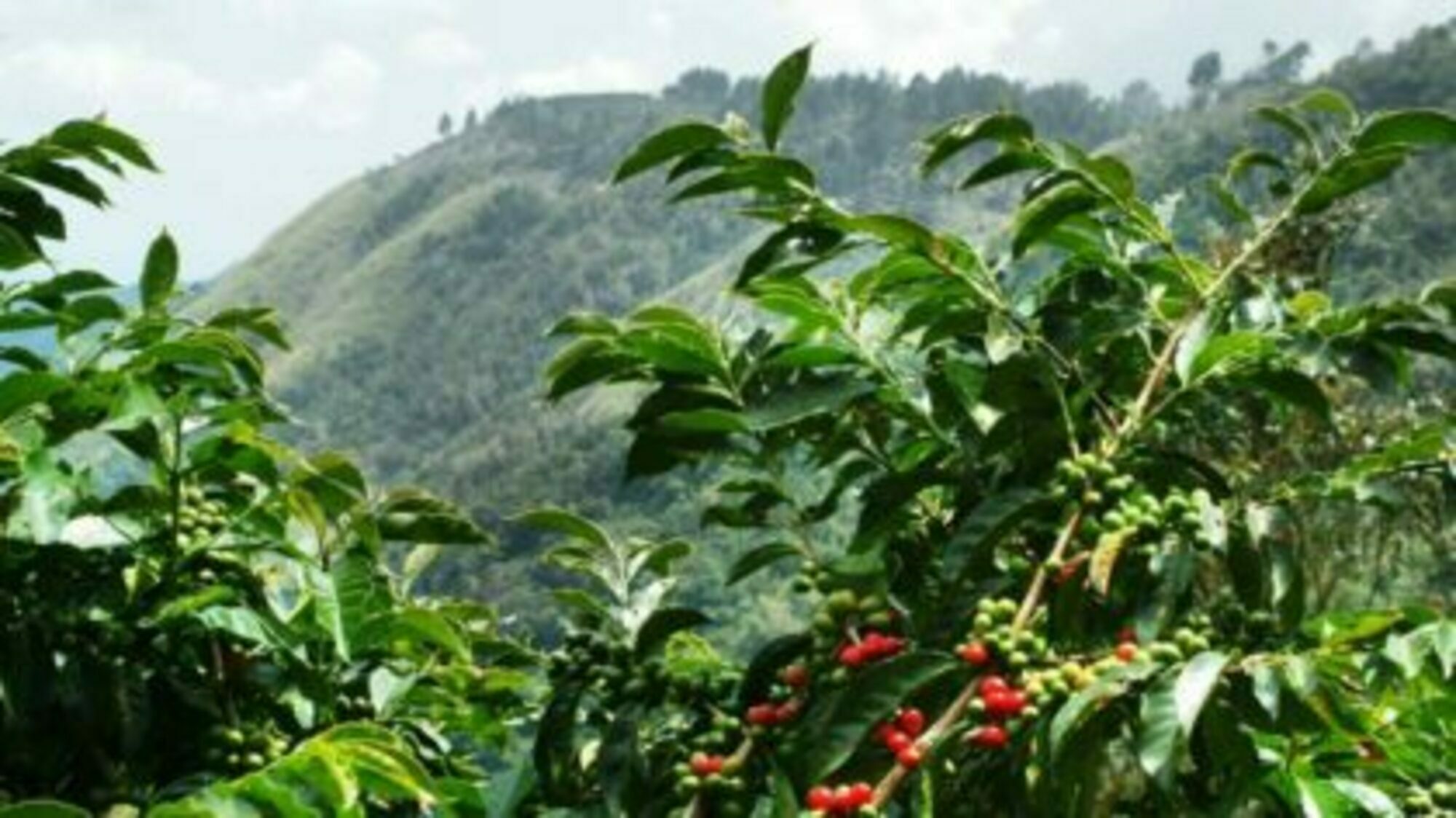 meilleur-cafe-en-grain-torrefie-artisanalement-haiti