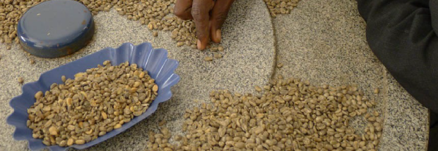 Cafés verts avec Sense Coffee