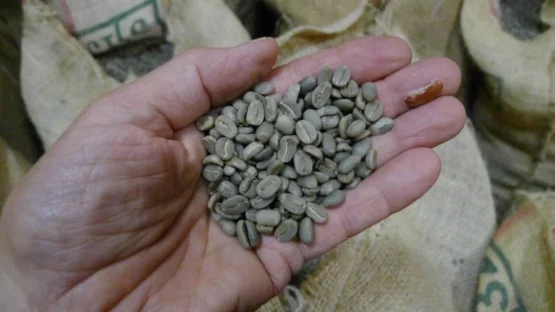 Espresso, Piston ou V60 : Quel rituel choisir pour votre café en grain de spécialité ?