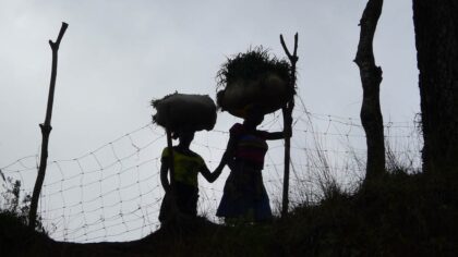 cafe-haitien-origine-histoire-terroir