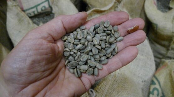 Café en grain : comment choisir un café qui vous correspond vraiment ?