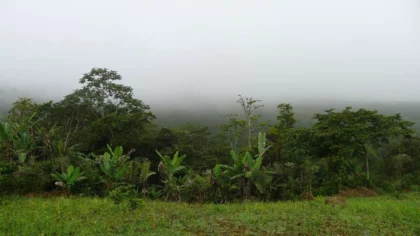 Clairière verdoyante bordée de végétation dense, avec une colline lointaine voilée de brume.