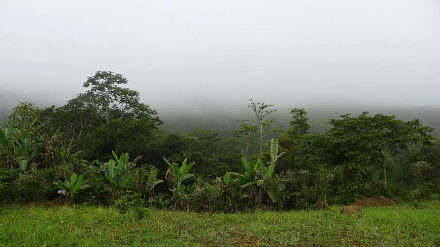 Clairière verdoyante bordée de végétation dense, avec une colline lointaine voilée de brume.