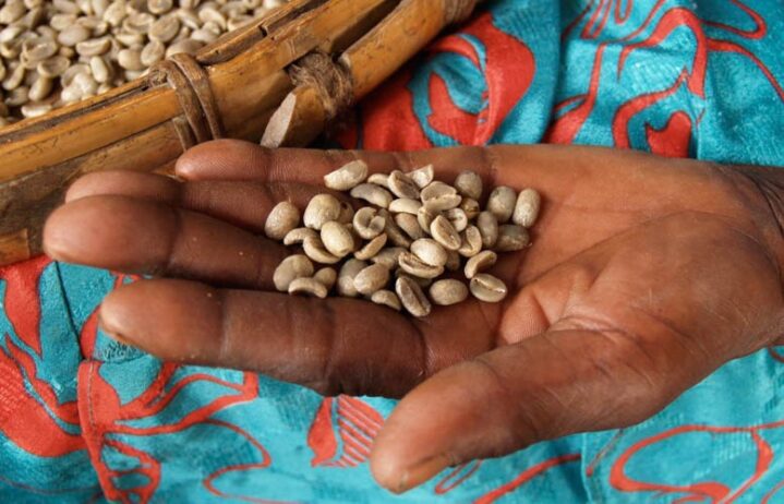 Main de productrice tenant des grains de café vert haïtien