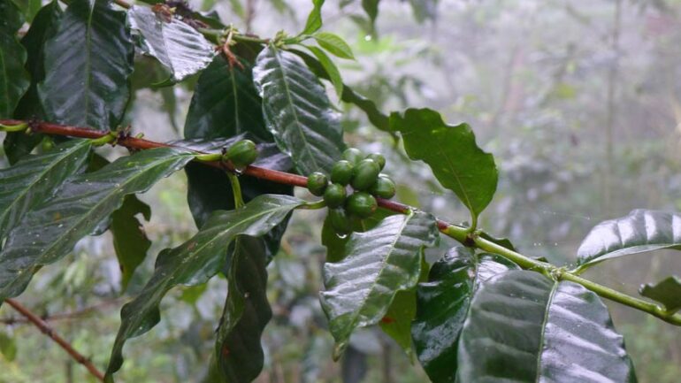 Cerises de café en cours de maturation