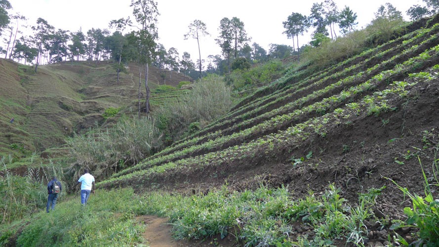 Producteurs dans les parcelles en terrasses d’une ferme caféière haïtienne