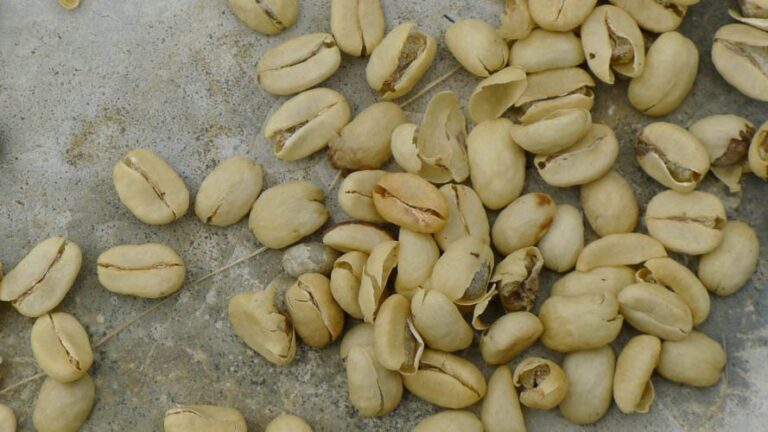 Grains de café en parche après séchage