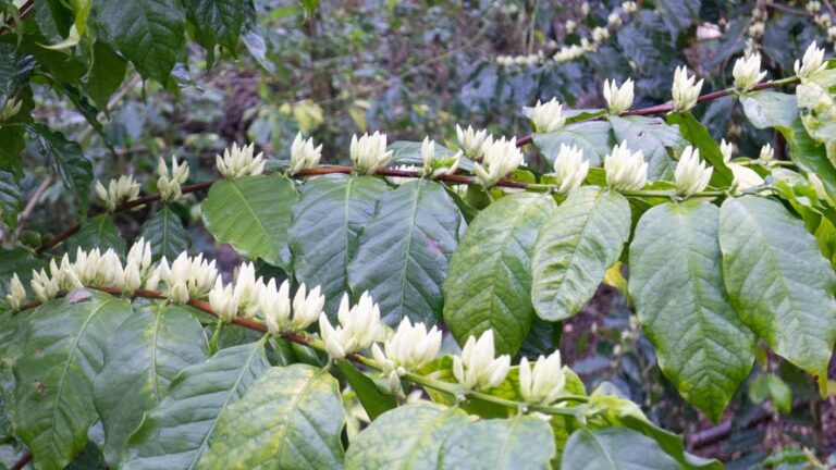 Fleurs blanches de caféier, au parfum de jasmin