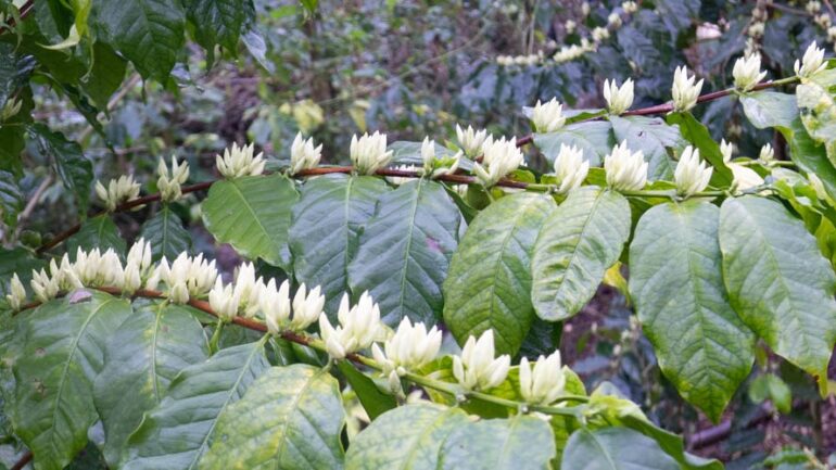 Fleurs blanches de caféier, au parfum de jasmin