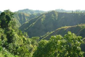café de spécialité haïtienne