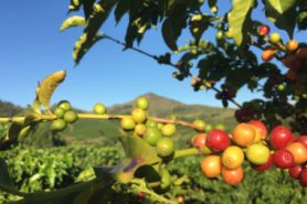 café de spécialité haïtienne en expresso