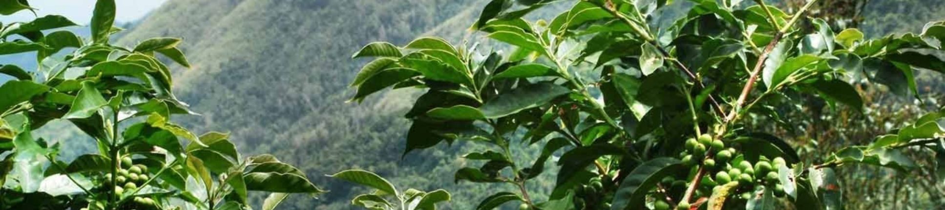 Passion du café haitien avec Sense Coffee