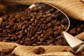 Sense Coffee : café haïtien à l'intensité pure